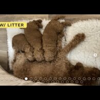 Miniature Poodle