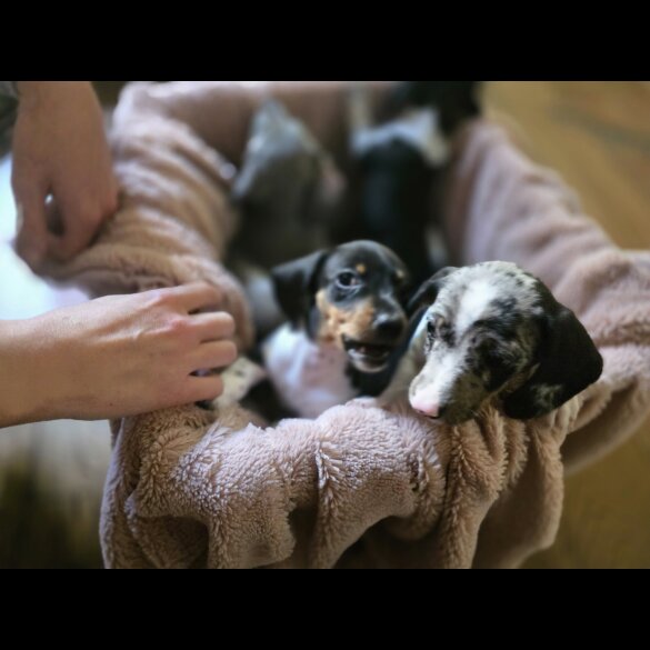 Dachshund (Smooth Haired)
