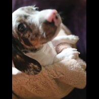 Dachshund (Smooth Haired)