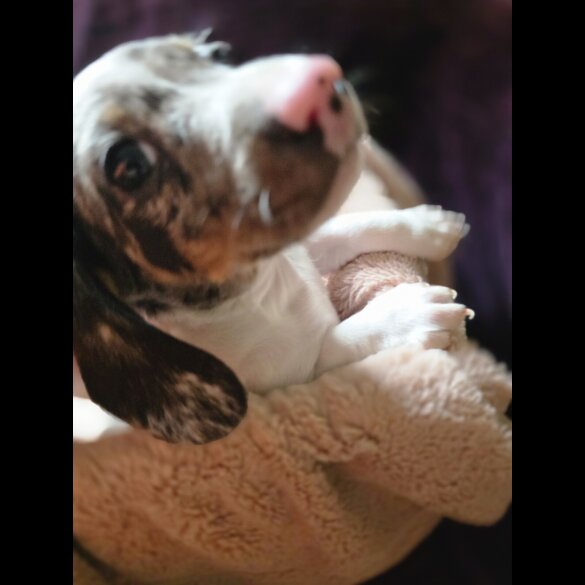 Dachshund (Smooth Haired)
