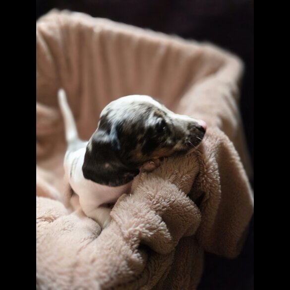 Dachshund (Smooth Haired)