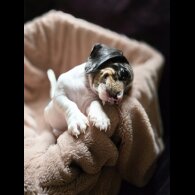 Dachshund (Smooth Haired)