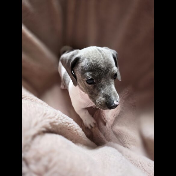 Dachshund (Smooth Haired)