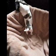 Dachshund (Smooth Haired)
