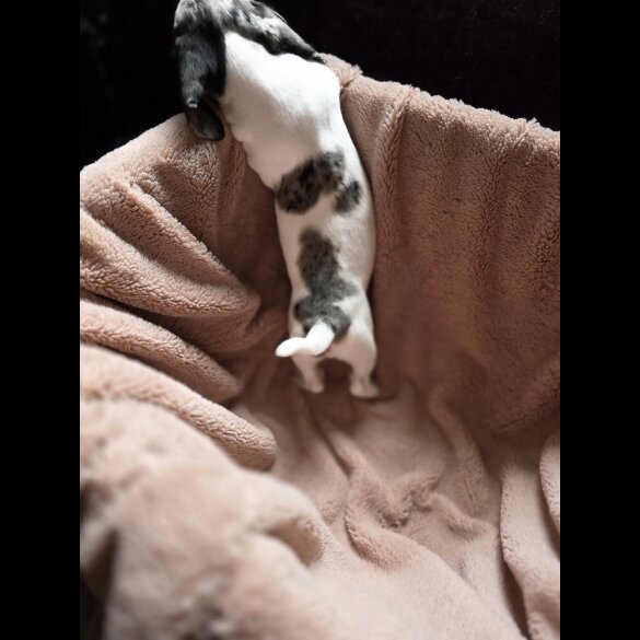 Dachshund (Smooth Haired)