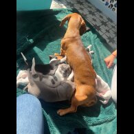 Dachshund (Smooth Haired)