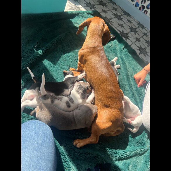 Dachshund (Smooth Haired)