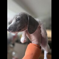 Dachshund (Smooth Haired)