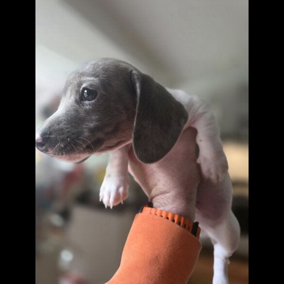 Dachshund (Smooth Haired)