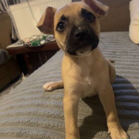 Mixed Breed