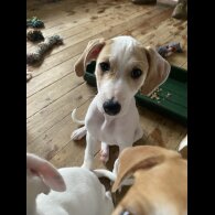 Mixed Breed - Both