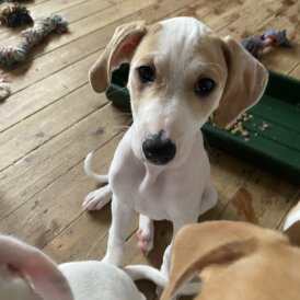 Mixed Breed - Both