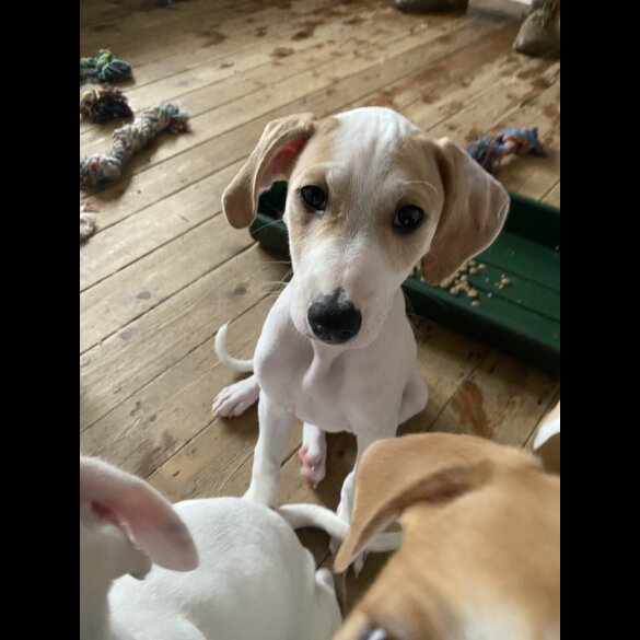 Mixed Breed - Both