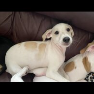 Mixed Breed - Both