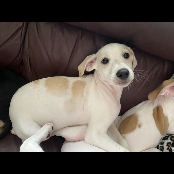 Mixed Breed - Both