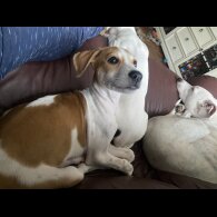 Mixed Breed - Both