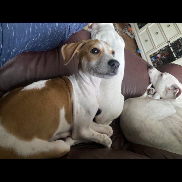 Mixed Breed - Both
