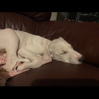 Mixed Breed - Both