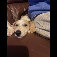 Mixed Breed - Both