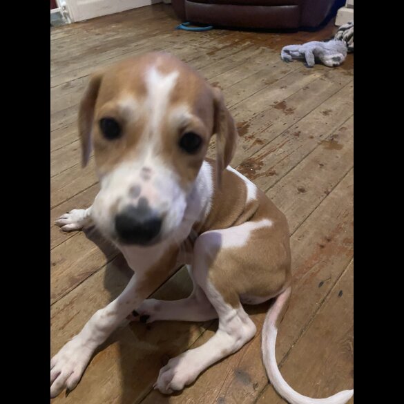Mixed Breed - Both