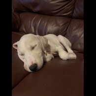 Mixed Breed - Both