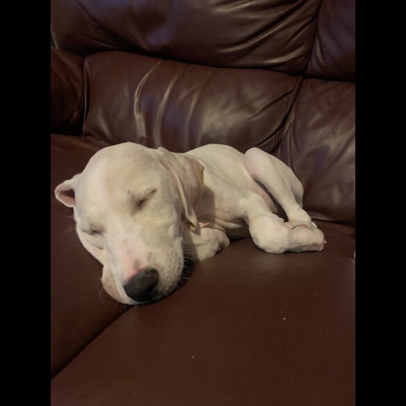 Mixed Breed - Both