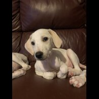 Mixed Breed - Both