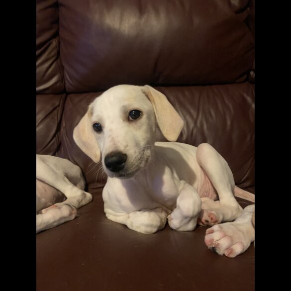 Mixed Breed - Both