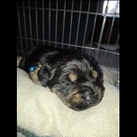 Mixed Breed