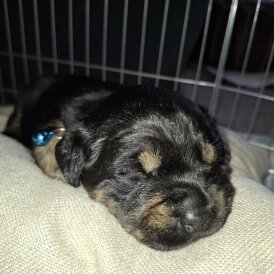 Mixed Breed