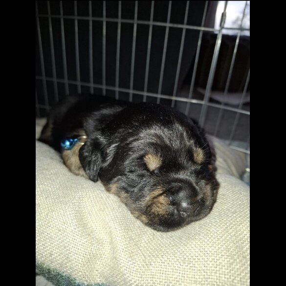 Mixed Breed