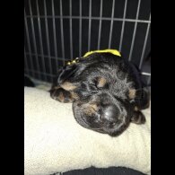Mixed Breed