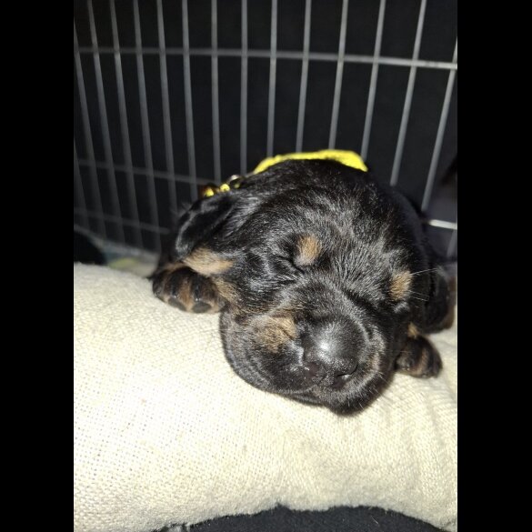 Mixed Breed