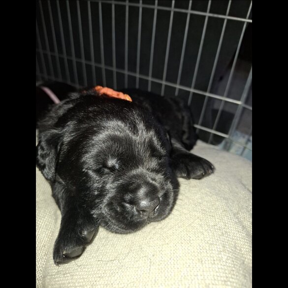 Mixed Breed