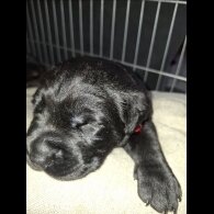 Mixed Breed
