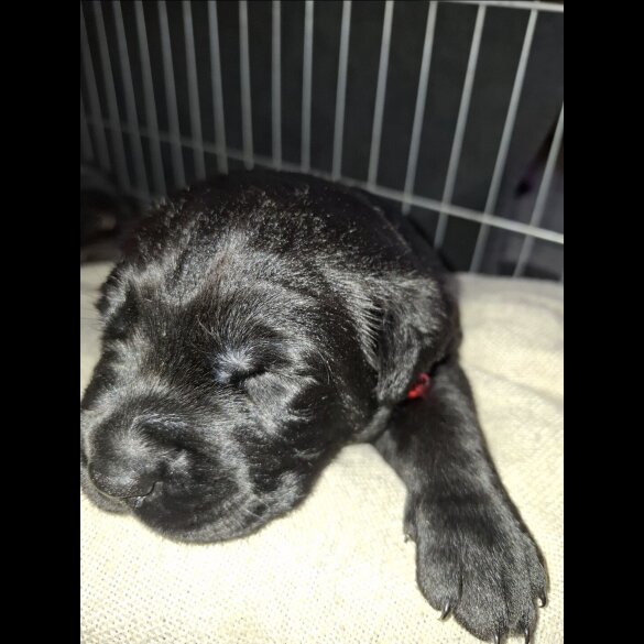 Mixed Breed