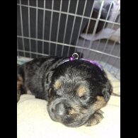 Mixed Breed