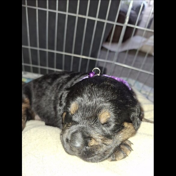 Mixed Breed