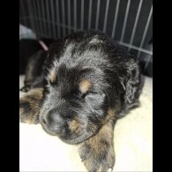 Mixed Breed
