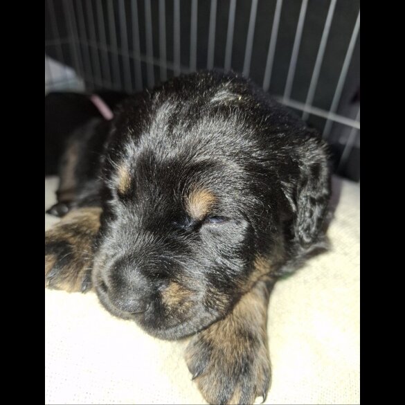 Mixed Breed