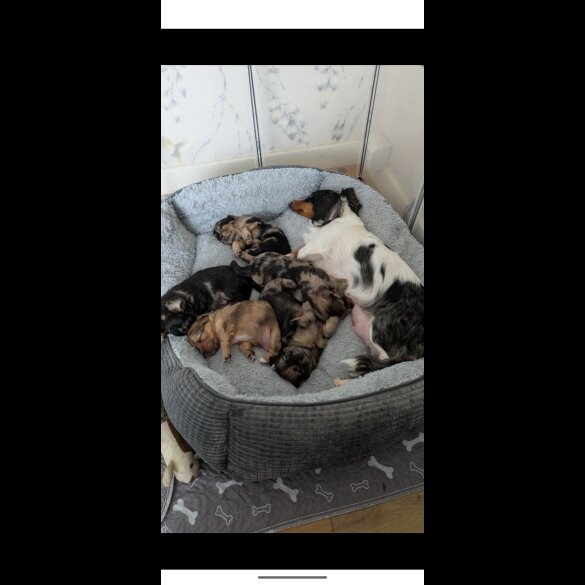 Mixed Breed