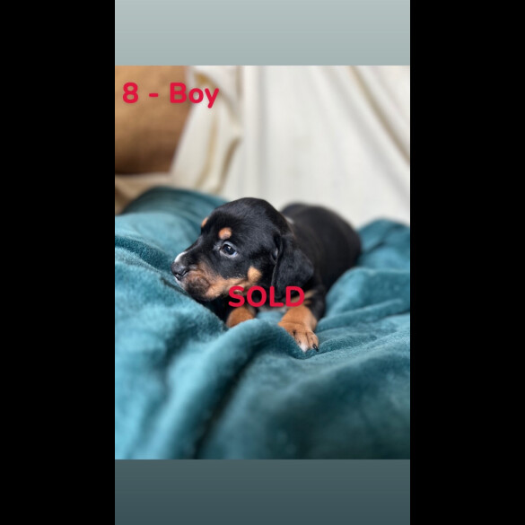 Mixed Breed