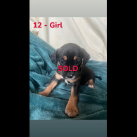 Mixed Breed