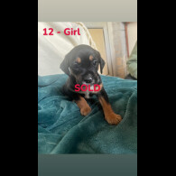 Mixed Breed