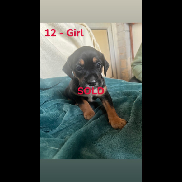 Mixed Breed