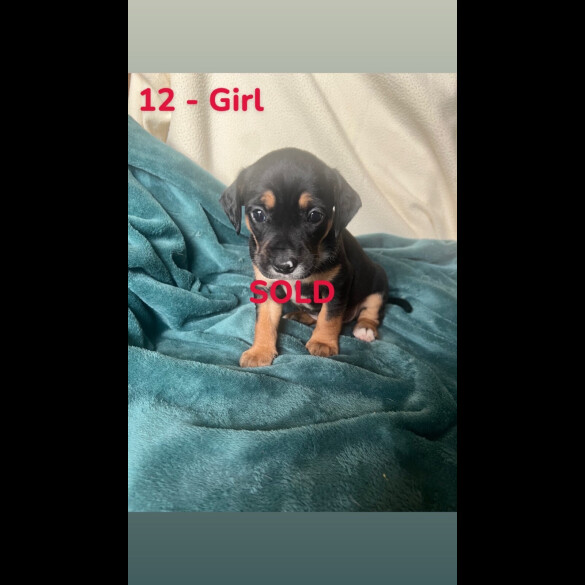 Mixed Breed