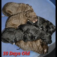 Mixed Breed