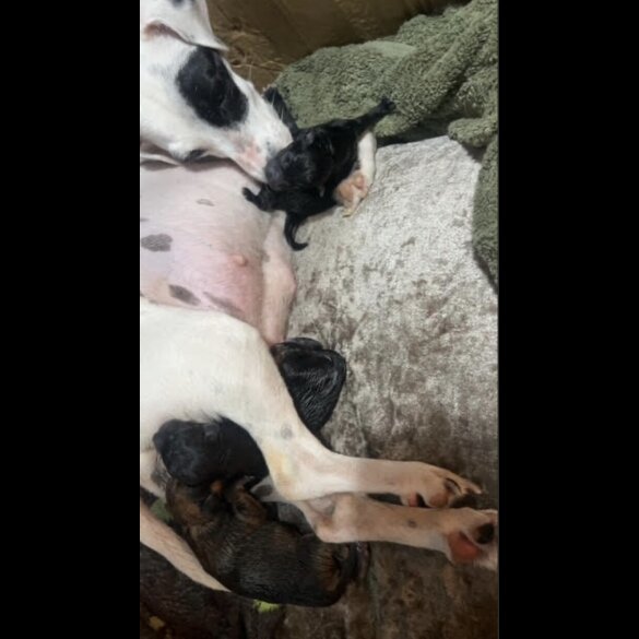 Mixed Breed