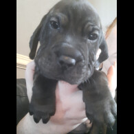 Mixed Breed