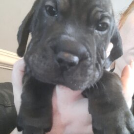 Mixed Breed